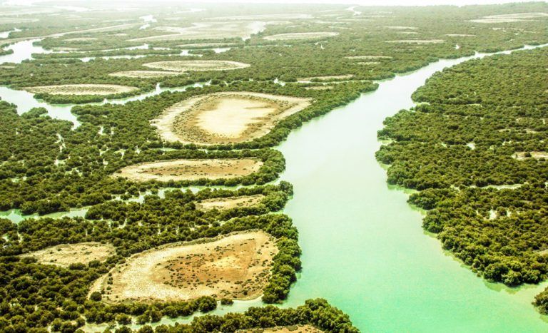 Mangrove_forests_of_Qeshm_13961110_07-768x467.jpg